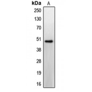 LifeSab™ CCKBR Rabbit pAb (50 µl)