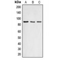 LifeSab™ Cyclin F Rabbit pAb (50 µl)