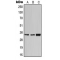 LifeSab™ CD1e Rabbit pAb (50 µl)