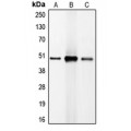 LifeSab™ C/EBP beta Rabbit pAb (50 µl)