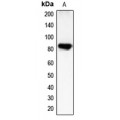 LifeSab™ CHML Rabbit pAb (50 µl)