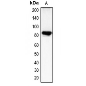 LifeSab™ CHML Rabbit pAb (50 µl)