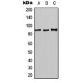 LifeSab™ CLCN7 Rabbit pAb (50 µl)