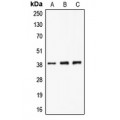 LifeSab™ CLNS1A Rabbit pAb (50 µl)