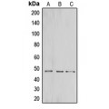 LifeSab™ CNPase Rabbit pAb (50 µl)