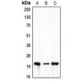 LifeSab™ Claudin 7 Rabbit pAb (50 µl)