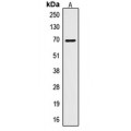 LifeSab™ CTPS Rabbit pAb (50 µl)