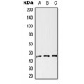 LifeSab™ CXADR Rabbit pAb (50 µl)