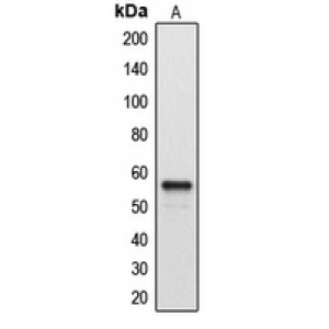 LifeSab™ Cytochrome P450 2A7 Rabbit pAb (50 µl)