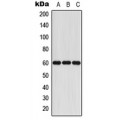 LifeSab™ Cytochrome P450 11A1 Rabbit pAb (50 µl)