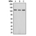 LifeSab™ PSD93 Rabbit pAb (50 µl)