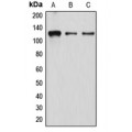 LifeSab™ Atrophin-1 Rabbit pAb (50 µl)