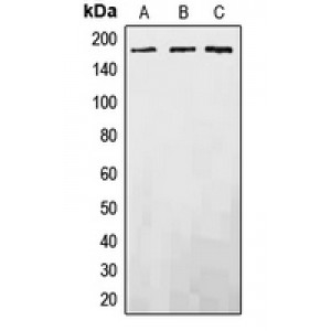 LifeSab™ EGFR Rabbit pAb (50 µl)