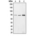 LifeSab™ EHHADH Rabbit pAb (50 µl)