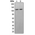 LifeSab™ EPB41L2 Rabbit pAb (50 µl)