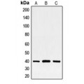 LifeSab™ FRA2 Rabbit pAb (50 µl)