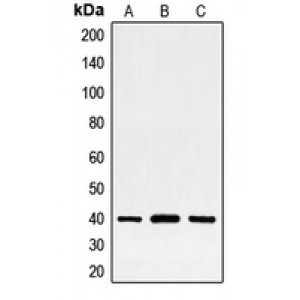 LifeSab™ FRA2 Rabbit pAb (50 µl)