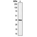 LifeSab™ FPR1 Rabbit pAb (50 µl)