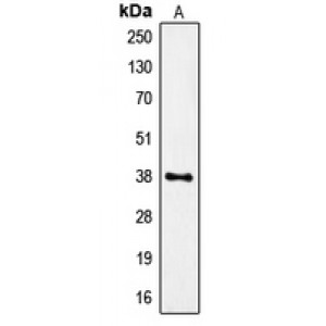 LifeSab™ FPR1 Rabbit pAb (50 µl)