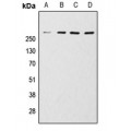 LifeSab™ mTOR Rabbit pAb (50 µl)