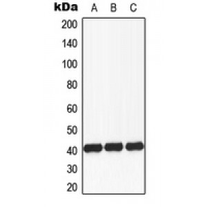 LifeSab™ CD174 Rabbit pAb (50 µl)