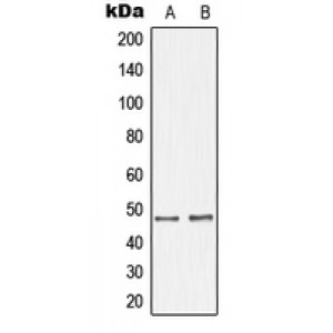 LifeSab™ GHRH Receptor Rabbit pAb (50 µl)