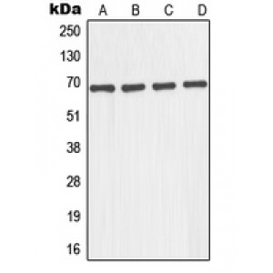 LifeSab™ GNL1 Rabbit pAb (50 µl)