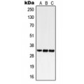LifeSab™ GPR18 Rabbit pAb (50 µl)