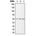 LifeSab™ GRB10 (pY67) Rabbit pAb (50 µl)