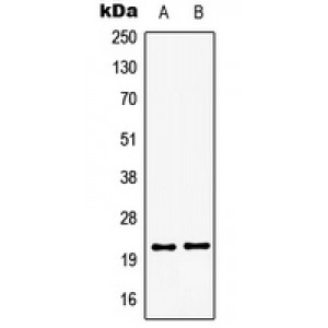 LifeSab™ GSC2 Rabbit pAb (50 µl)