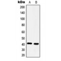 LifeSab™ 5-HT4 Rabbit pAb (50 µl)