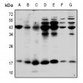 LifeSab™ IL-1 beta Rabbit pAb (50 µl)