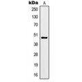 LifeSab™ Kir3.3 Rabbit pAb (50 µl)