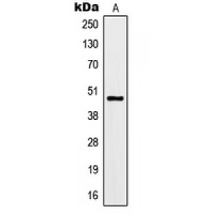 LifeSab™ Kir3.3 Rabbit pAb (50 µl)