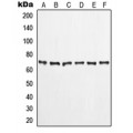 LifeSab™ LIMK1 Rabbit pAb (50 µl)