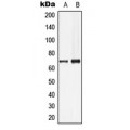 LifeSab™ Lamin B1 Rabbit pAb (50 µl)