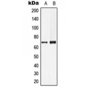 LifeSab™ Lamin B1 Rabbit pAb (50 µl)