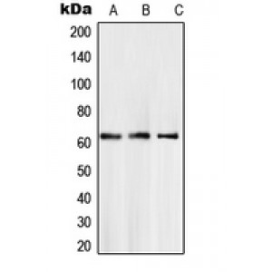 LifeSab™ SMAD6 Rabbit pAb (50 µl)