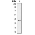LifeSab™ MEOX2 Rabbit pAb (50 µl)
