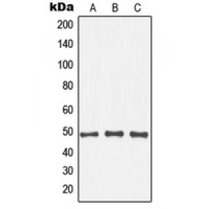 LifeSab™ IKB beta (pT19) Rabbit pAb (50 µl)