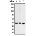 LifeSab™ OAT Rabbit pAb (50 µl)