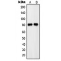 LifeSab™ PDE4C Rabbit pAb (50 µl)