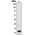 LifeSab™ PDGFA Rabbit pAb (50 µl)