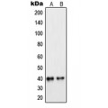 LifeSab™ PEX7 Rabbit pAb (50 µl)