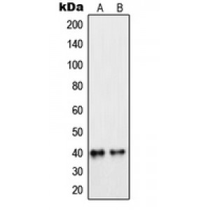 LifeSab™ PEX7 Rabbit pAb (50 µl)