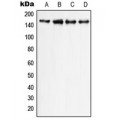 LifeSab™ PLC gamma 1 Rabbit pAb (50 µl)