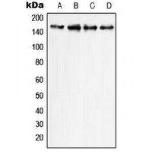 LifeSab™ PLC gamma 1 Rabbit pAb (50 µl)