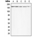 LifeSab™ PLC gamma 2 (pY753) Rabbit pAb (50 µl)