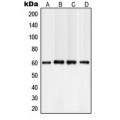 LifeSab™ PLC gamma 2 Rabbit pAb (50 µl)