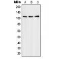 LifeSab™ PMS1 Rabbit pAb (50 µl)